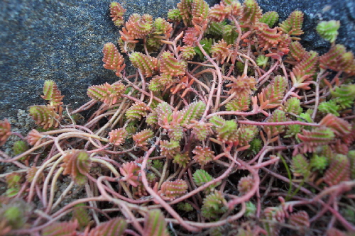 sedum acre v. sexangulare 1